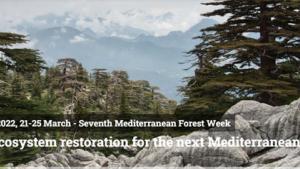 7 Mediterranean Forest Week