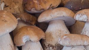 Boletus