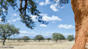 Conclusiones Semana Forestal Mediterránea