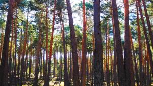 pinares_by_Concha_Redondo