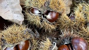 Castaña by Concha Redondo