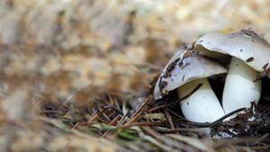 Informe anual de producción de setas silvestres en 2022 en Castilla y León