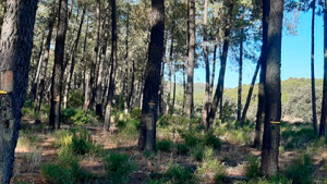La Mesa de la Resina de Castilla y León abordará en 2023 un Plan estratégico para el sector resinero