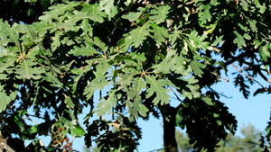 Rebollo -quercus pyrenaica- en Prádena de la Sierra (Segovia)