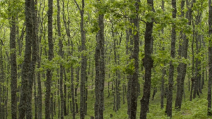Alegaciones PNIEC Foro Bosques y Cambio Climático