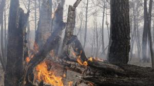 incendios by JCasares en efeverde