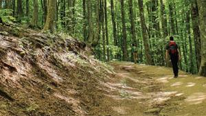 publicacion FAO Forestal