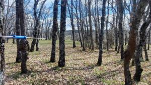 Trabajos Cesefor para LIFE REBOLLO