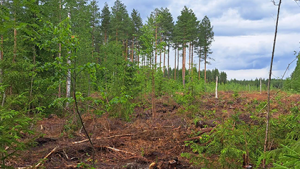 SMURF lanza una convocatoria de financiación en cascada para asociaciones de propietarios forestales