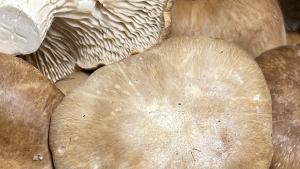 setas silvestres By Concha Redondo