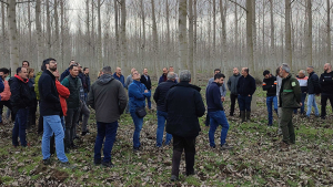 Innovaciones en torno al cultivo del chopo