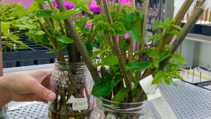 YesWeCast laboratorio