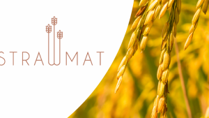 El Grupo Operativo Strawmat investiga el aprovechamiento industrial del residuo de la paja de arroz