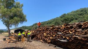 Saca del corcho en cortes
