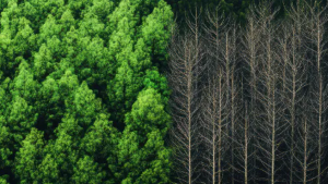 Superb_restoration nat Plans