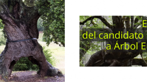 aea2020.png