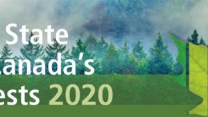 canadaforest2020.jpg