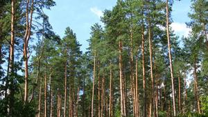 pinus_sylvestris_forest_gietrzwald.jpg