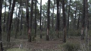 resina_pinares_llanos.jpg