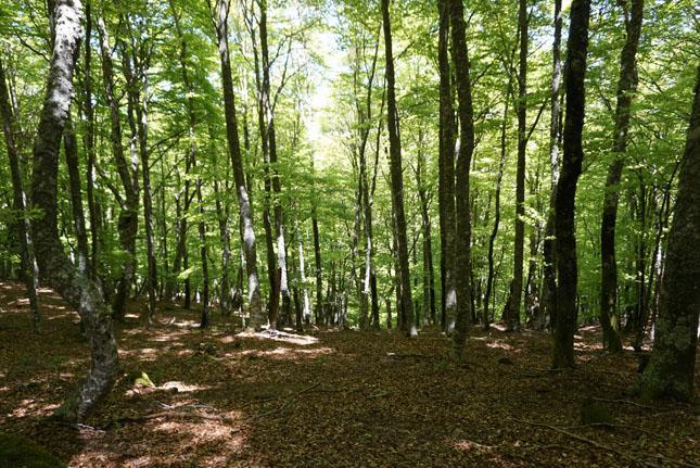 Certificacion forestal