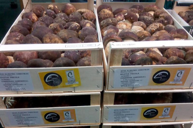 Setas de Castilla y Leon