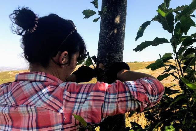 recogida muestras chancro