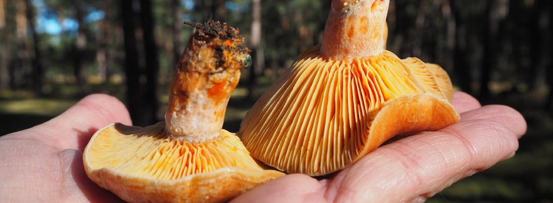 Lactarius_ConchaRedondo Lactarius_ConchaRedondo