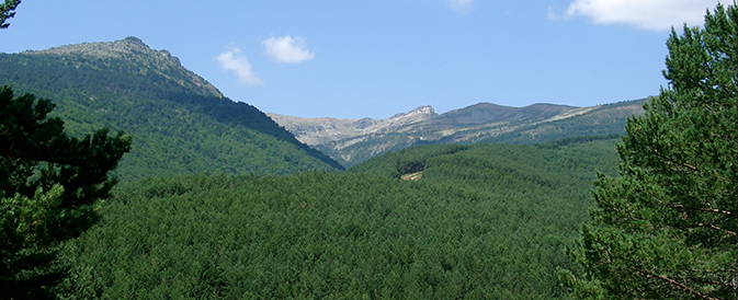 European Forest Innovation Workshop 18 january 2023