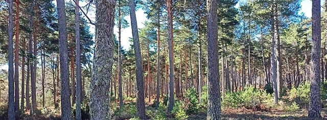 monte certificado Gestión Forestal Sostenible monte certificado Gestión Forestal Sostenible