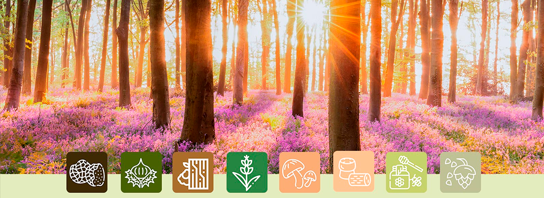 Concurso Bioinnova de emprendimiento para productos forestales no madereros