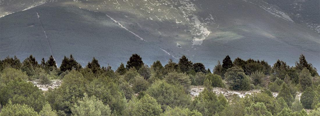 FITOCLIM cambio climático Cesefor