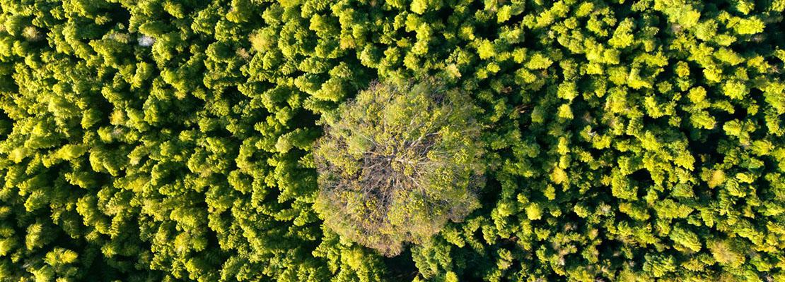 superb densidad plantacion