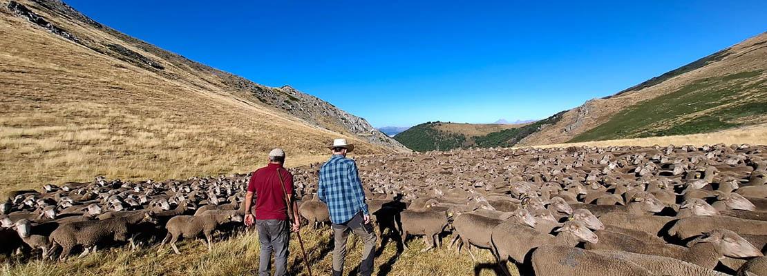bionnomia collares GPS