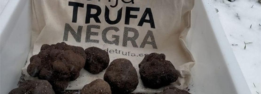 trufa para retechFOR