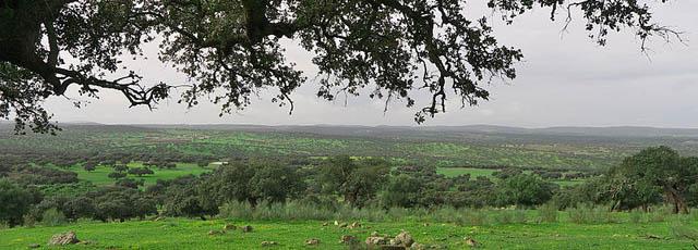 800px-dehesa_extremena._badajoz.jpg