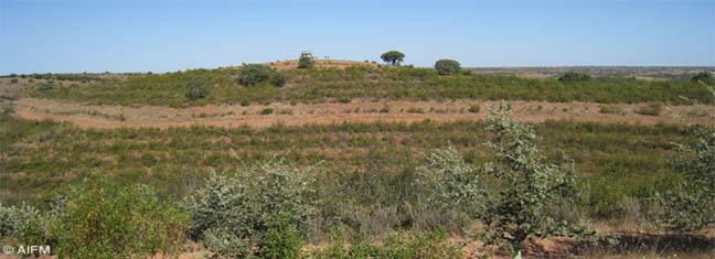 aifm-mertola_2011.jpg