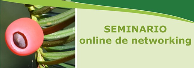 baccata-planta.png