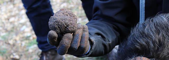 concha_redondo_trufas_4.jpg