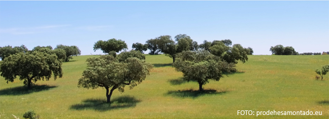 dehesa_cicytex.png