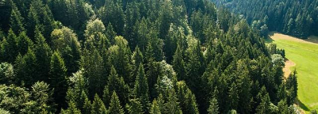 eu_forests.jpg
