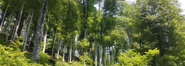foresna_buenagestion_1_indf.jpg