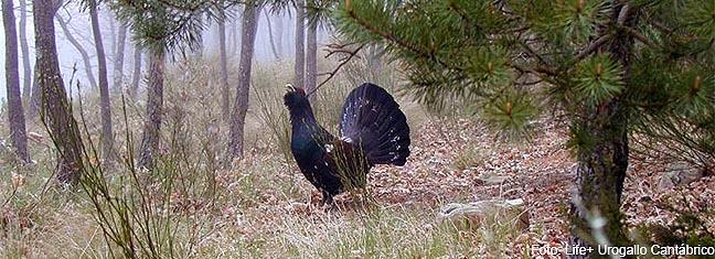 gallo_jezquerra.jpg