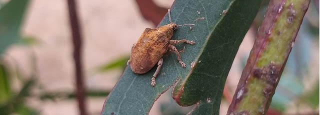 gonipterus_foto1_1_9_20.jpg