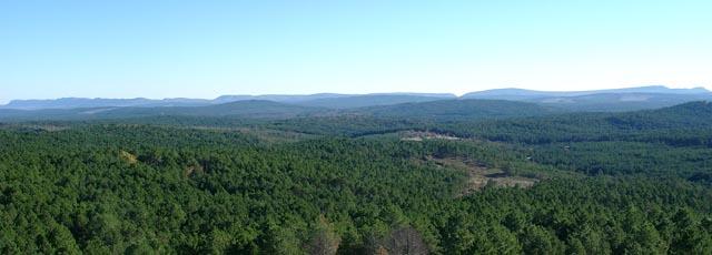 masa_forestal.jpg