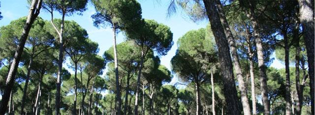 pinuspinea.jpg