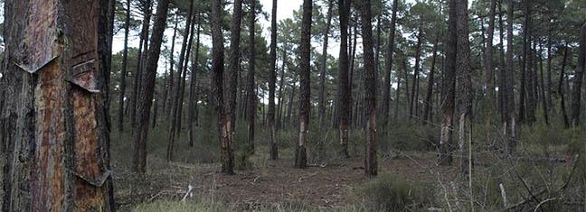 resina_pinares_llanos.jpg