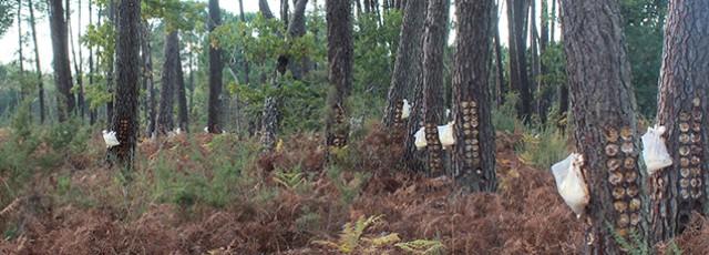 sustforest.jpg